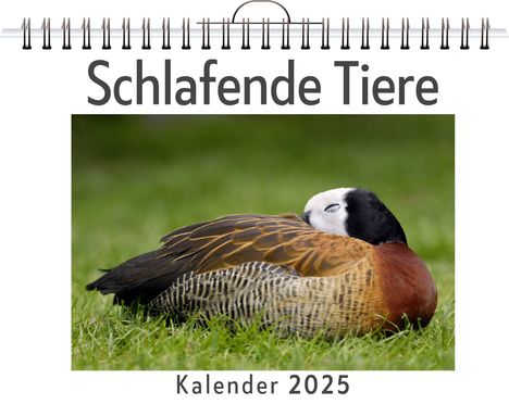 Max Schäfer: Schlafende Tiere - (Wandkalender 2025, Kalender DIN A4 quer, Monatskalender im Querformat mit Kalendarium, das perfekte Geschenk), Kalender