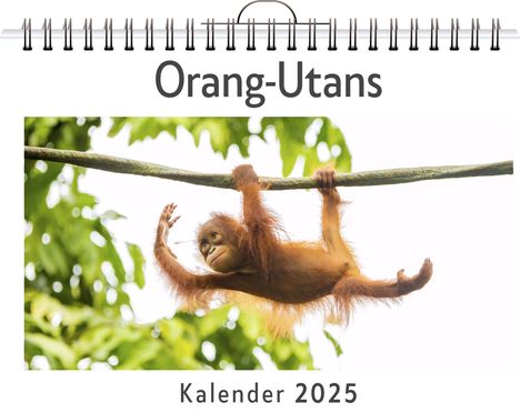 Lucy Braun: Orang-Utans - (Wandkalender 2025, Kalender DIN A4 quer, Monatskalender im Querformat mit Kalendarium, das perfekte Geschenk), Kalender