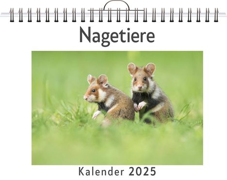 Olivia Zimmermann: Nagetiere - (Wandkalender 2025, Kalender DIN A4 quer, Monatskalender im Querformat mit Kalendarium, das perfekte Geschenk), Kalender