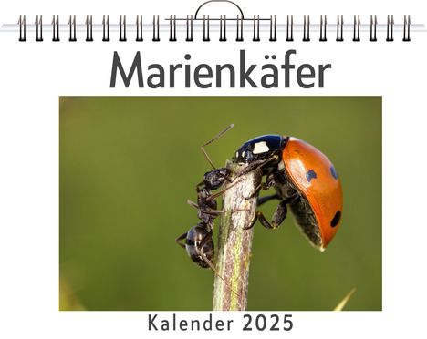 Sofia Schmitz: Marienkäfer - (Wandkalender 2025, Kalender DIN A4 quer, Monatskalender im Querformat mit Kalendarium, das perfekte Geschenk), Kalender