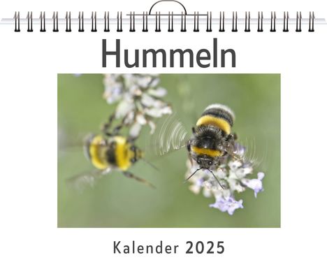 Amelia Keller: Hummeln - (Wandkalender 2025, Kalender DIN A4 quer, Monatskalender im Querformat mit Kalendarium, das perfekte Geschenk), Kalender