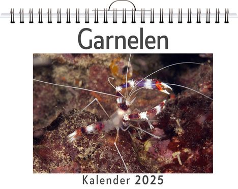 Lina Schmidt: Garnelen - (Wandkalender 2025, Kalender DIN A4 quer, Monatskalender im Querformat mit Kalendarium, das perfekte Geschenk), Kalender