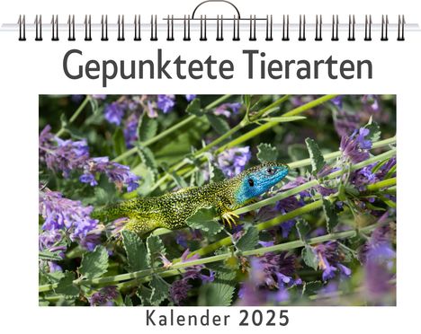 Olivia Weber: Gepunktete Tierarten - (Wandkalender 2025, Kalender DIN A4 quer, Monatskalender im Querformat mit Kalendarium, das perfekte Geschenk), Kalender