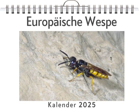 Hannah Schmitt: Europäische Wespe, Kalender