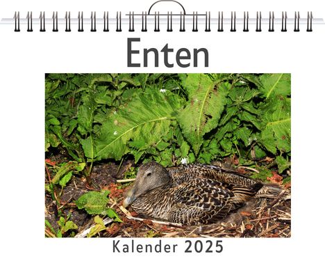 Ava Schäfer: Enten, Kalender