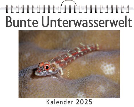 Tim Münch: Bunte Unterwasserwelt, Kalender