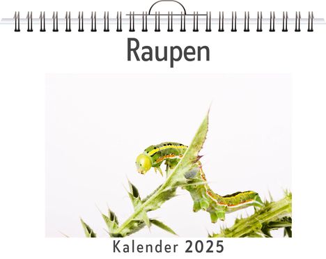 Samuel Klein: Raupen, Kalender