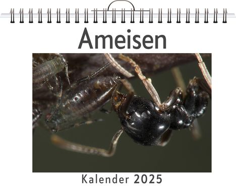 Alice Schubert: Ameisen, Kalender