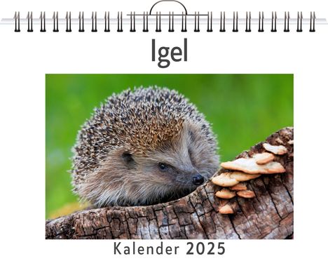 Nora Lange: Igel, Kalender