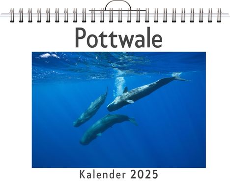 Nora Fuchs: Pottwale, Kalender