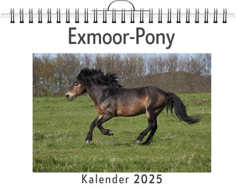 Louis Huber: Exmoor-Pony, Kalender