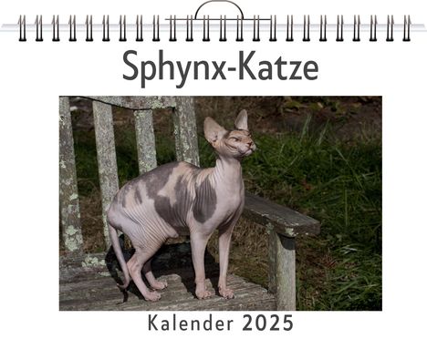 Anna Weber: Sphynx-Katze, Kalender