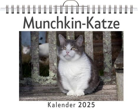 Anna Scholz: Munchkin-Katze, Kalender