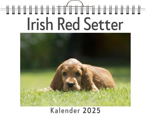 Clara Koch: Irish Red Setter, Kalender