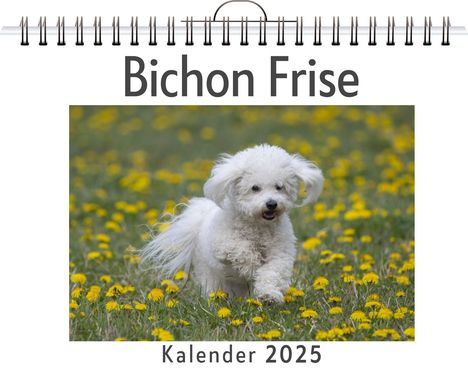 Felix Kaiser: Bichon Frise, Kalender