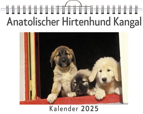 Luisa Schneider: Anatolischer Hirtenhund Kangal, Kalender