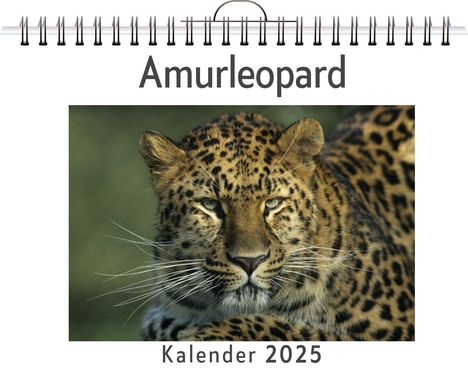 Hannah Koch: Amurleopard, Kalender