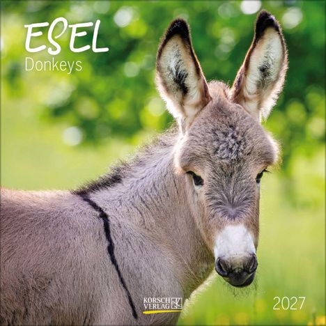 Text: ESEL, Donkeys, 2027. Ein Esel mit großen Ohren steht auf einer grünen Wiese im Sonnenlicht.