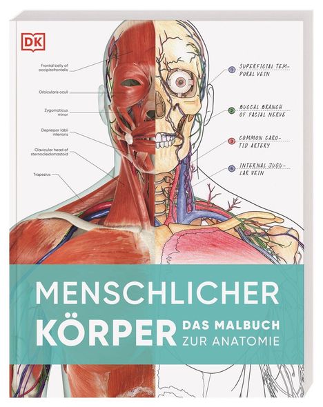 "MENSCHLICHER KÖRPER: DAS MALBUCH ZUR ANATOMIE." Halb illustriertes Gesicht mit Muskeln und Skelett. DK-Logo oben links.