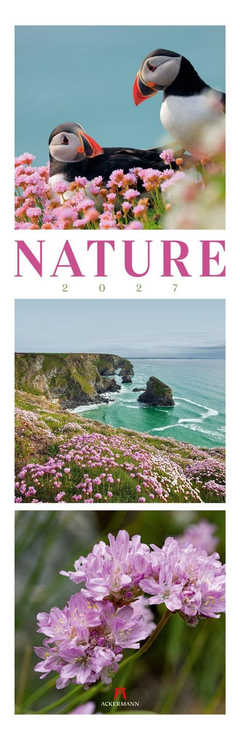 NATURE 2027. Zwei Papageitaucher über rosa Blumen, Küstenpanorama mit Meer, Nahaufnahme von rosa Blumen. ackermann.