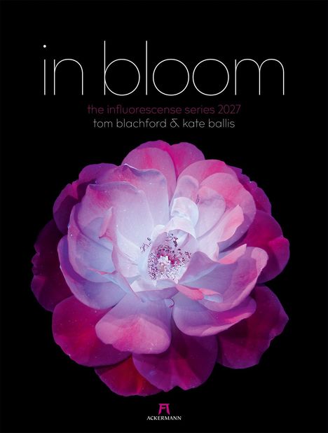 "In bloom, the influorescence series 2027, tom blachford & kate ballis." Rosa Blüte vor schwarzem Hintergrund.