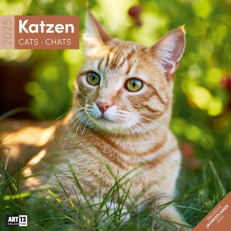 Ackermann Kunstverlag: Katzen Kalender 2025 - 30x30, Kalender