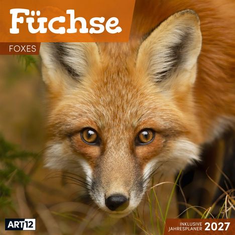„Füchse“ und „FOXES“ sind in großen Buchstaben zu sehen. Bild eines neugierigen Fuchs mit intensiven Augen.