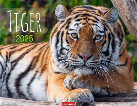 Tiger Kalender 2025, Kalender