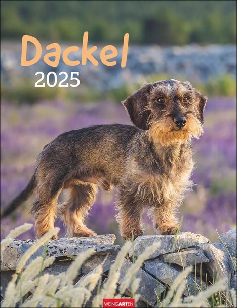 Dackel Kalender 2025, Kalender