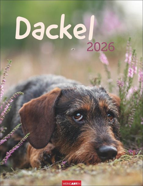 Dackel Kalender 2026, Kalender