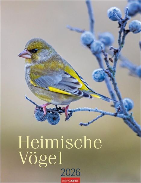 Heimische Vögel Kalender 2026, Kalender