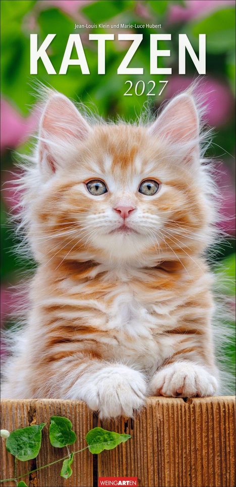 KATZEN 2027. Jean-Louis Klein und Marie-Luce Hubert. Ein flauschiges, rot-weißes Kätzchen vor verschwommenem grünen Hintergrund.