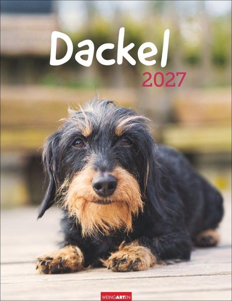 „Dackel 2027“ in großer Schrift. Ein rauhaariger Dackel liegt auf einer Holzfläche und schaut nach vorn. Unten ist ein rotes "Weingarten".