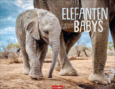 "Elefanten Babys 2027", "Weingarten". Ein Elefantenjunges läuft neben einem größeren Elefanten auf sandigem Boden.