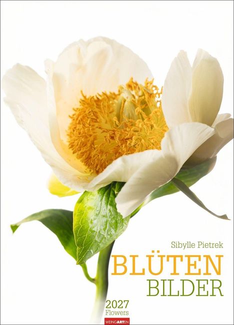"Sibylle Pietrek, BLÜTEN BILDER, 2027 Flowers." Weiße Blüte mit gelbem Inneren auf hellem Hintergrund.