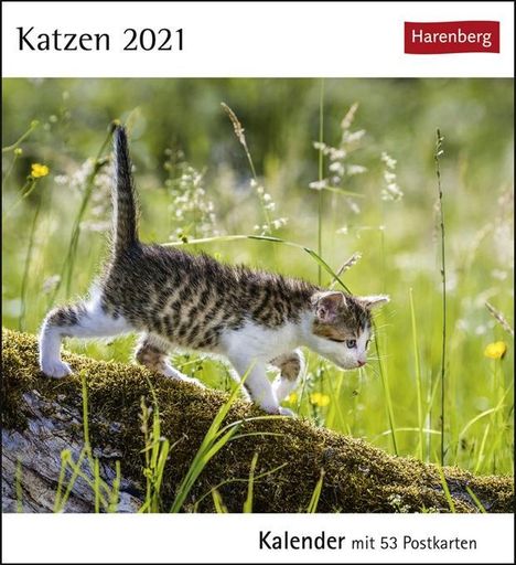 Katzen 2020, Diverse