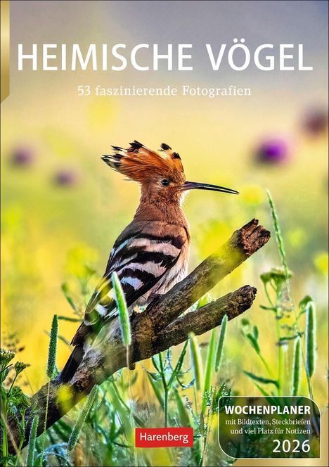 Markus Hattstein: Heimische Vögel Wochenplaner 2026 - 53 faszinierende Fotografien, Kalender