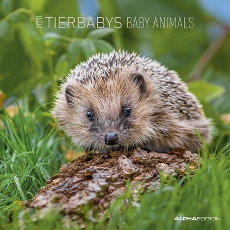Tierbabys 2020 Broschürenkalender, Diverse