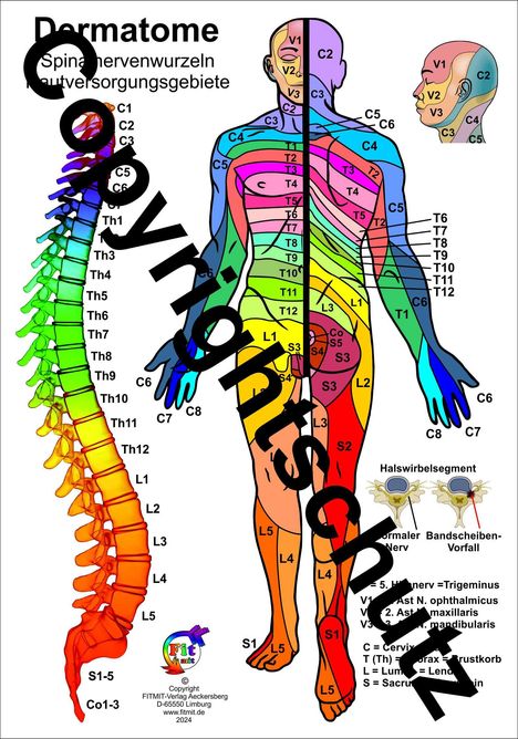 Tanja Aeckersberg: Dermatome der Spinalnerven, Diverse