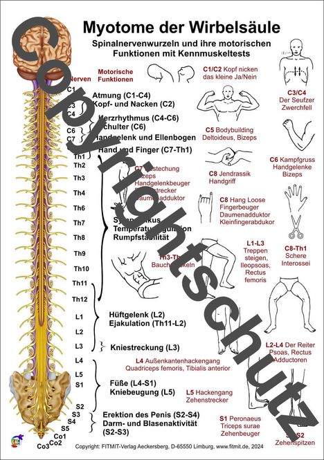 Tanja Aeckersberg: Myotome der Spinalnerven, Diverse