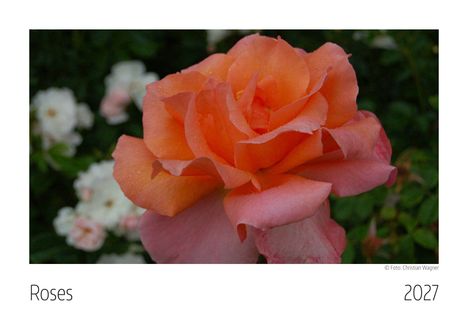 Text: "Roses 2027". Eine große orangefarbene Rose in Nahaufnahme, umgeben von unscharfen, weißen Blüten im Hintergrund.