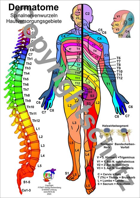 Tanja Aeckersberg: Dermatome - Spinalnervenwurzeln Hautversorgungsgebiete, Buch