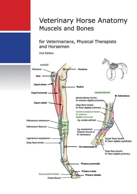 "Veterinary Horse Anatomy: Muskeln und Knochen, 2. Ausgabe, für Tierärzte und Reiter. Illustration eines Pferdebeins mit Beschriftungen."