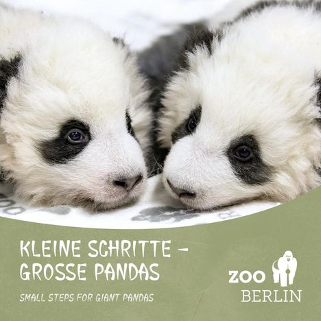 Zoo Berlin: Kleine Schritte - Große Pandas, Buch