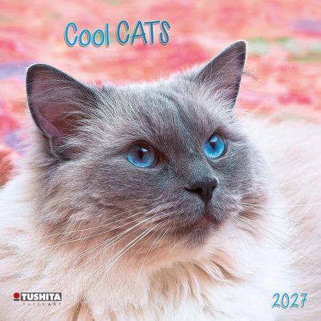"Cool CATS 2027" in blauem Text. Nahaufnahme einer Katze mit blauen Augen und grauem Fell auf buntem Hintergrund.