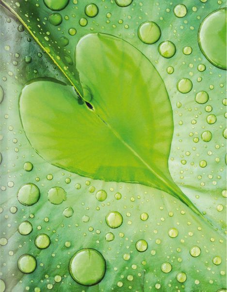 Herzförmiges grünes Blatt mit vielen klaren Wassertropfen, die auf der Oberfläche verteilt sind.