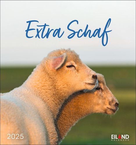 Extra Schaf Postkartenkalender 2025, Kalender