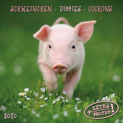 Schweinchen / Piggies / Cochons 2020. Artwork Edition, Diverse