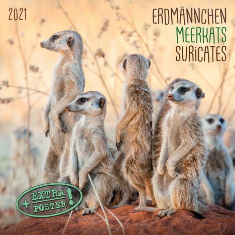 Erdmännchen - Merkats - Suricates 2021 Artwork, Kalender