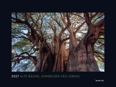 2027, Alte Bäume, Sinnbilder des Lebens. Imposanter Baum mit verzweigten Ästen und dichtem Laub.